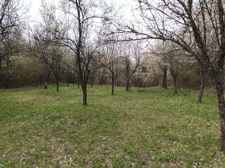 Teren de 10600 mp, în Berislăvești