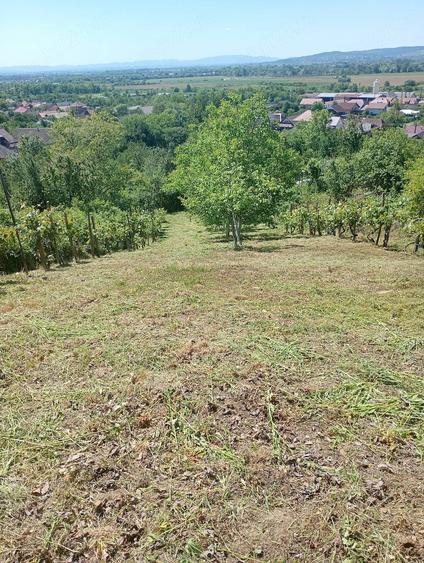 Teren de 866 mp, în Cicârlău
