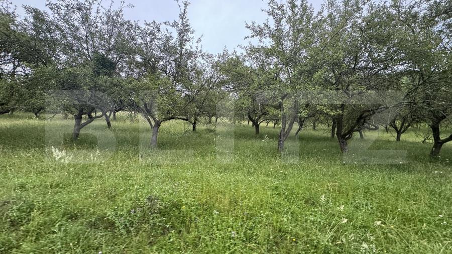 Teren agricol extravilan de 24150 mp, în Dorolea