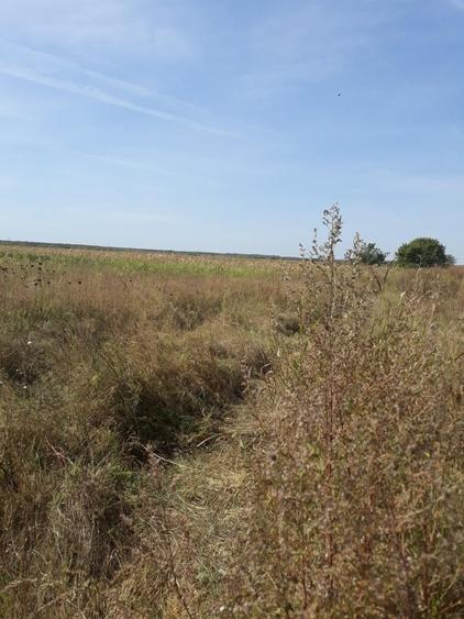 Teren agricol intravilan de 6000 mp, în Bolintin-Vale