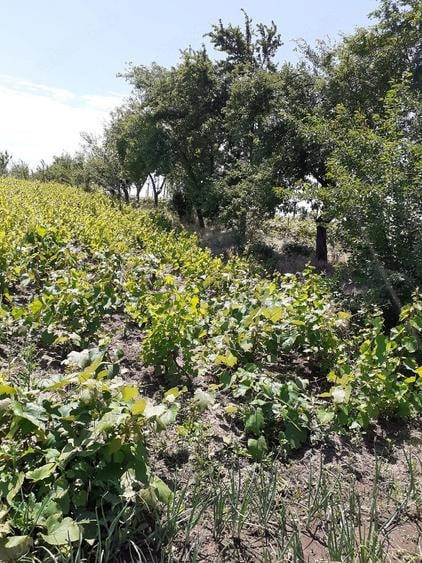 Casă cu 2 camere cu Teren 2930 Mp în Valea Stanciului