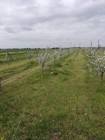 Teren de 10000 mp, în Petrești