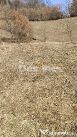 Teren de 5000 mp, în Rucăr