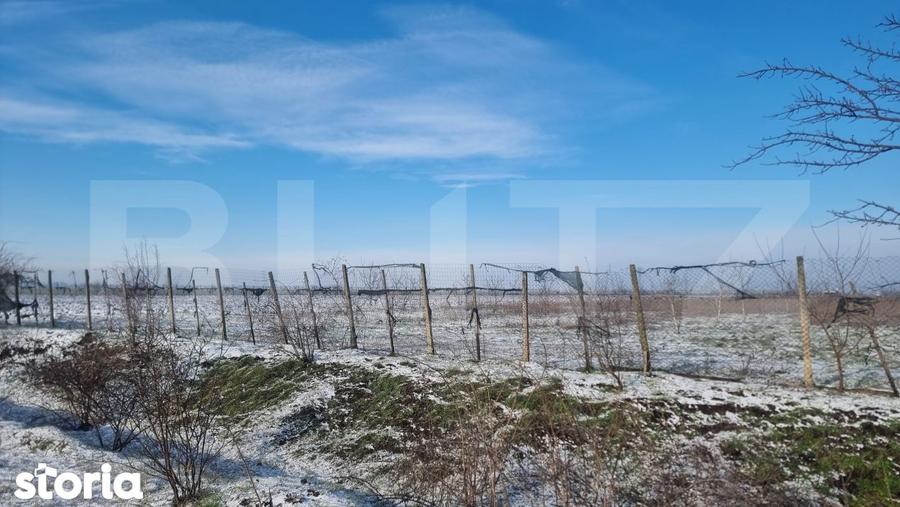 Teren de 50000 mp, în Ciorani