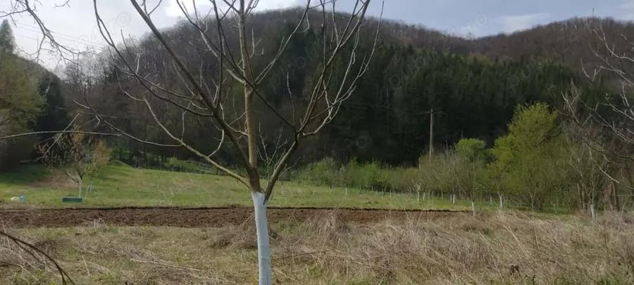 Teren de 3100 mp, în Boz