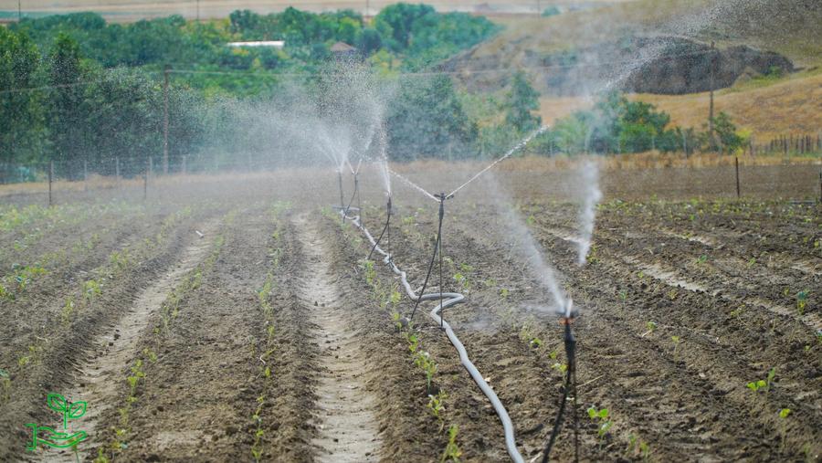 Teren agricol extravilan de 6.5 mp, în Miorița