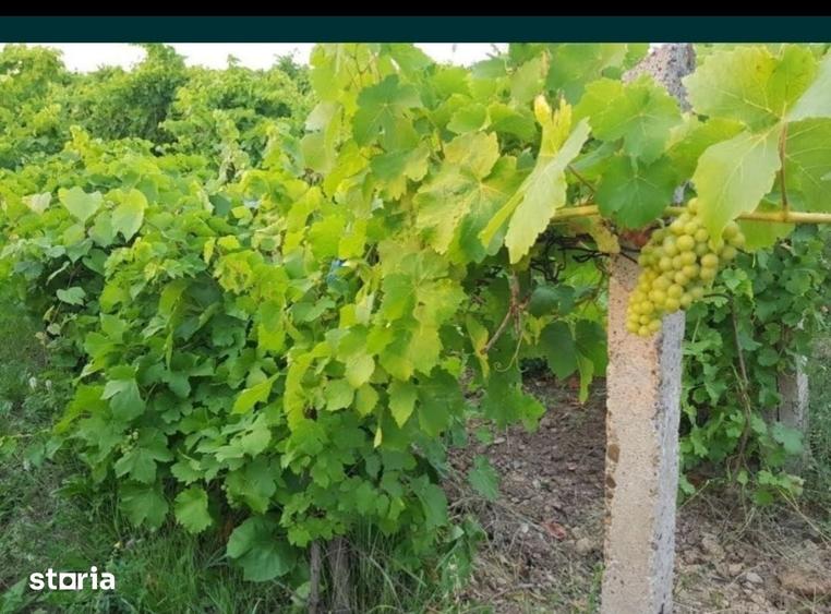 Teren de 1600 mp, în Bârnova