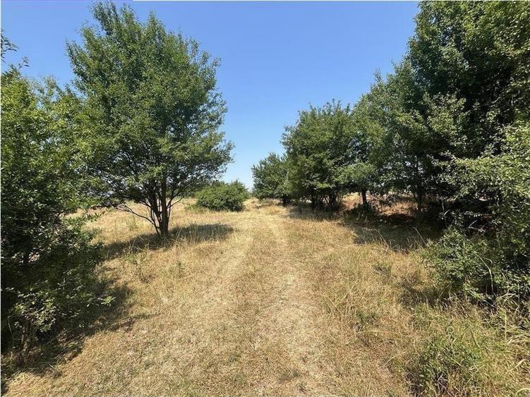 Teren Construcții intravilan de 2337 mp, în Tileagd