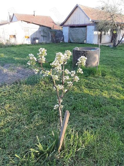 Casă cu 2 camere cu Teren 2000 Mp în Central