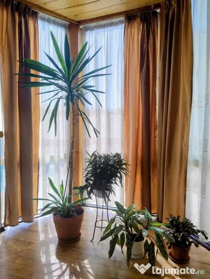 Casă cu 3 camere în Central