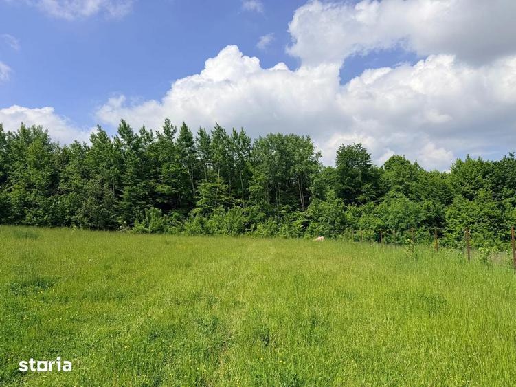 Teren de 2500 mp, în Dărmănești