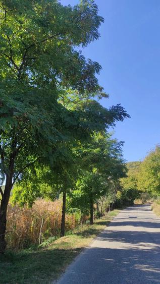 Teren de 5000 mp, în Cepari