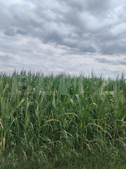 Teren agricol extravilan de 4000 mp, în Exterior Nord