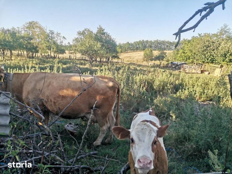 Casă cu 3 camere cu Teren 1356 Mp în Sâmbăta