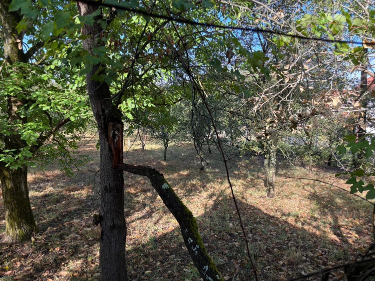 Teren de 3500 mp, în Viile Satu Mare