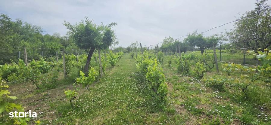 Casă cu 5 camere cu Teren 3000 Mp în Central