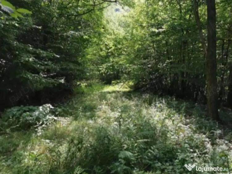 Teren de 80000 mp, în Moneasa