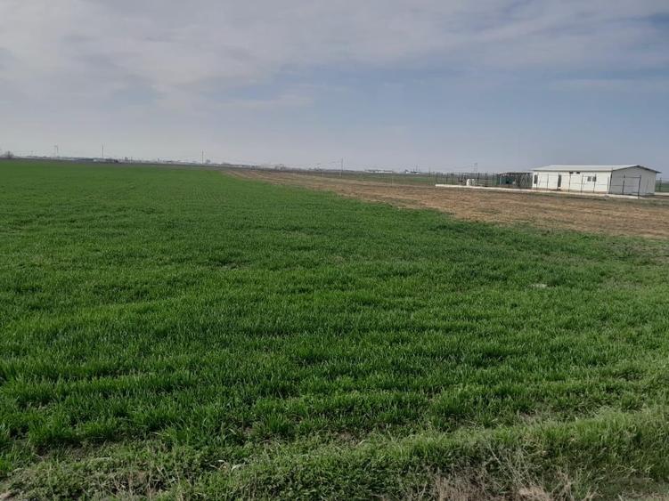 Teren agricol extravilan de 7462 mp, în Berceni