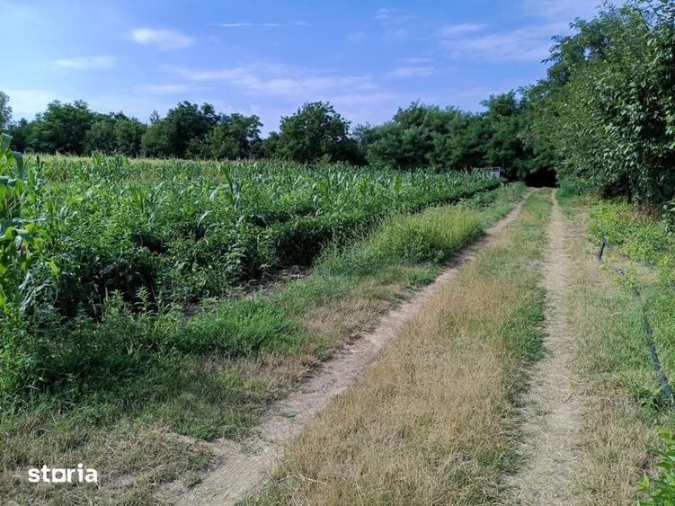 Teren de 1400 mp, în Central