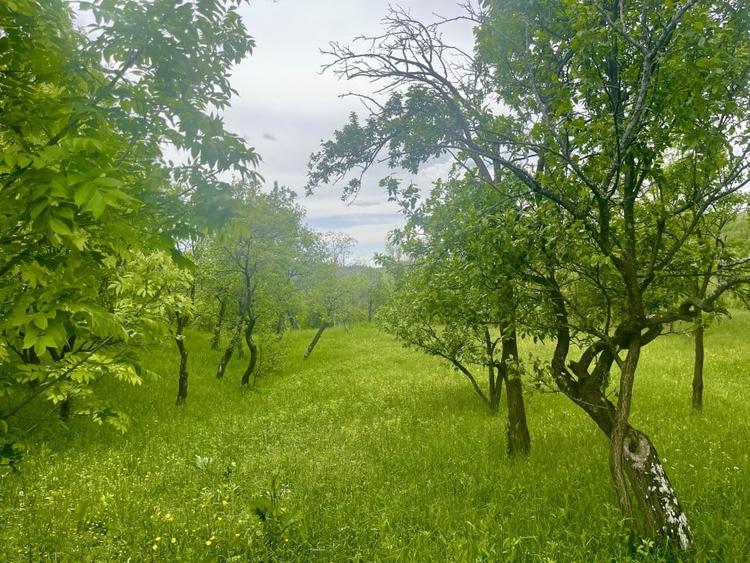 Teren Construcții intravilan de 6762 mp, în Șotrile
