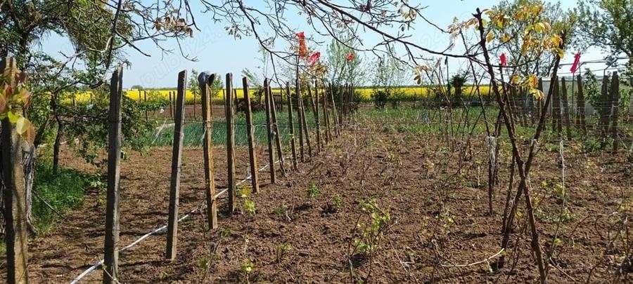 Casă cu 4 camere cu Teren 1184 Mp în Central