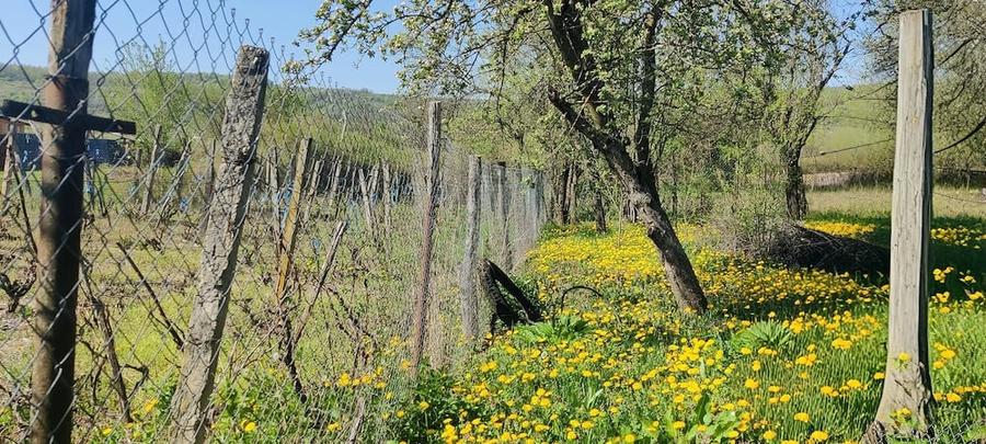 Casă cu 3 camere cu Teren 2000 Mp în Magherești