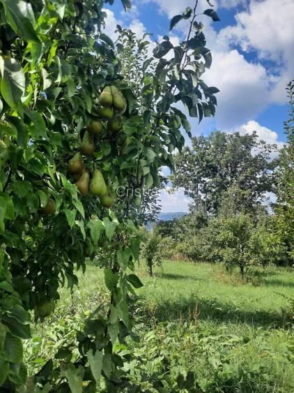 TEREN EXTRAVILAN 6.700 MP Miclosanii Mari, Dambovita | Potential pentru INVESTITIE TURISTICA