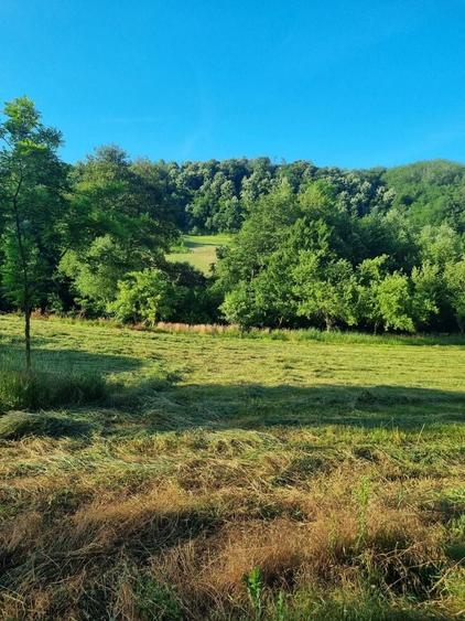 De vanzare proprietate deosebita in judetul Bihor Comuna Orvisele - 3