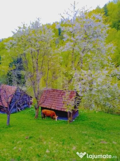 Teren intravilan agricol in Bran - Brasov - 3