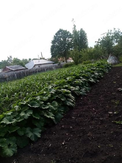 Teren de 700 mp, în Băcălești