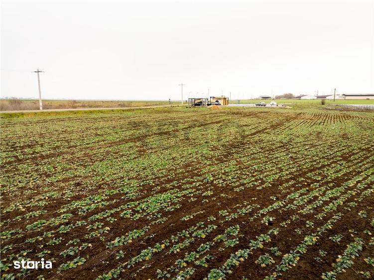 Teren de 5000 mp, în Sânnicolau Român