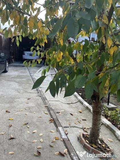 Casă cu 4 camere cu Teren 692 Mp în Vlădesti