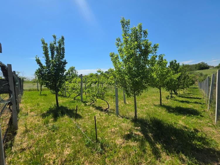 Teren Construcții intravilan de 1200 mp, în Varlaam
