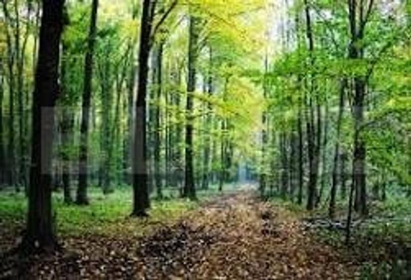 Teren extravilan de 610000 mp, în Vețel