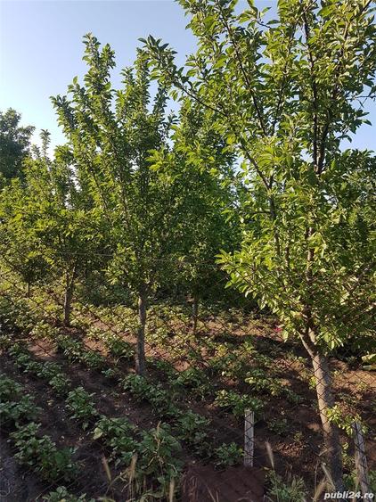 Teren de 1300 mp, în Mihăești