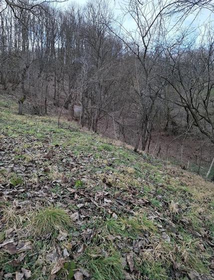 Casă cu Teren 5000 Mp în Central