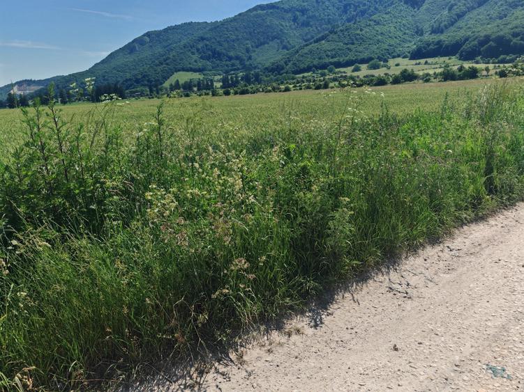 Teren Construcții intravilan de 16000 mp, în Cristian