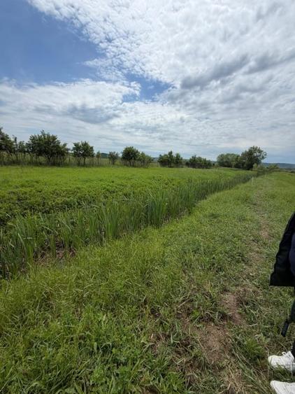 Teren Construcții de 6000 mp, în Filiași