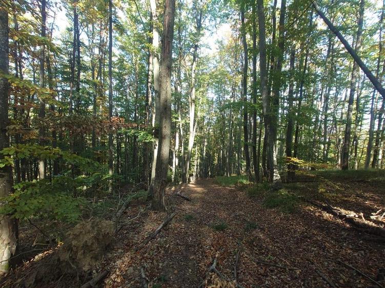 Teren extravilan de 36748 mp, în Căzănești
