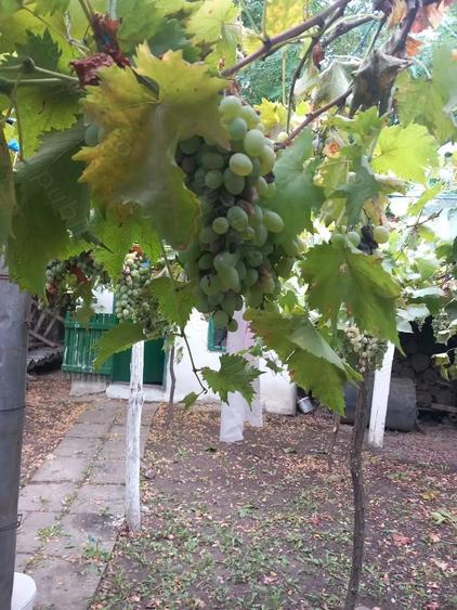 Casă cu 3 camere cu Teren 1980 Mp în Silistraru