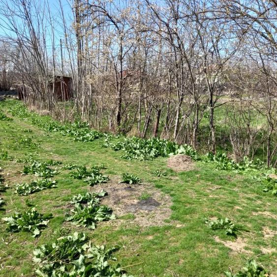 Teren de 5000 mp, în Mihai Viteazu