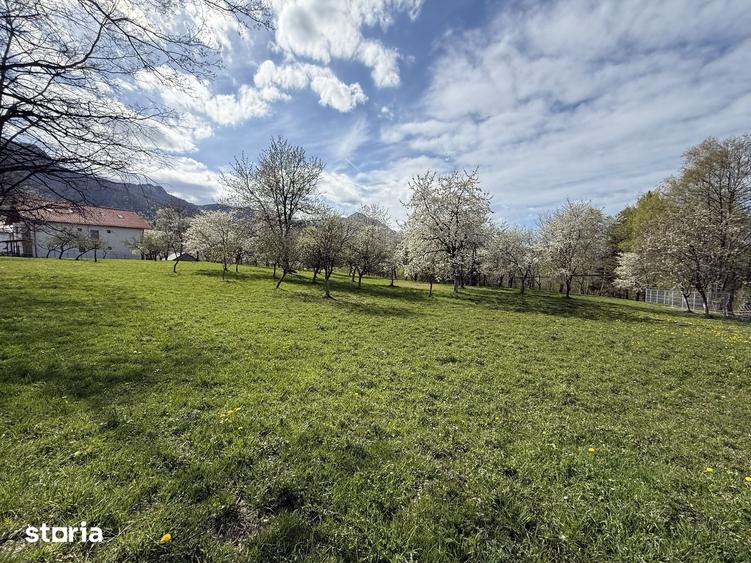 Teren de 1355 mp, în Tohănița