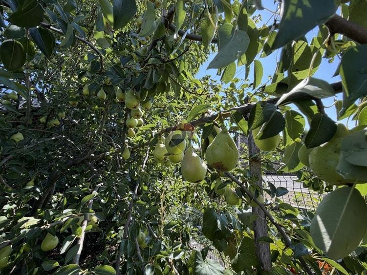 Casă individuală cu 2 camere cu Teren 1500 Mp în Bârgău
