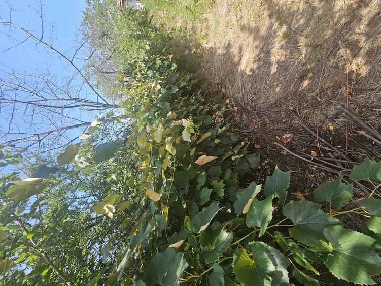 Casă cu 3 camere cu Teren 10000 Mp în Castranova