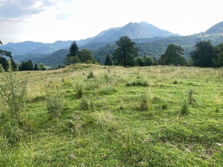 Teren Construcții intravilan de 12750 mp, în Pârâul Rece