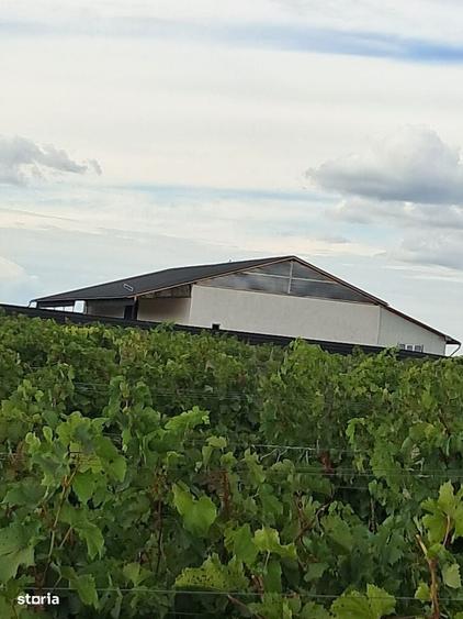 Teren de 250000 mp, în Periferie