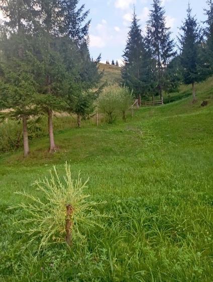 Casă individuală cu 4 camere cu Teren 45000 Mp în Fundu Moldovei