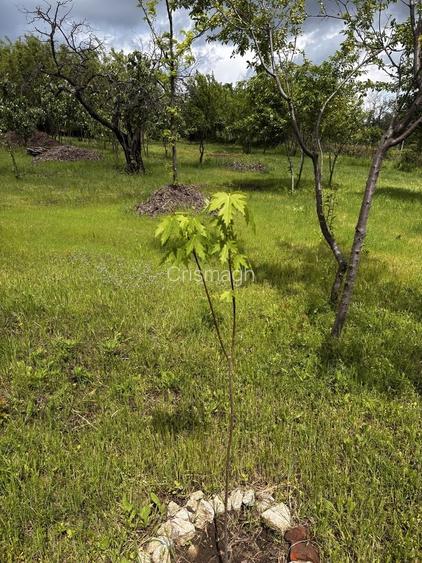 Titlu: Teren intravilan 1.700 mp + extravilan 17.800 mp Valea Calugareasca