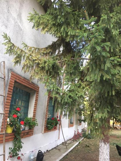 Teren agricol intravilan de 490000 mp, în Oboga