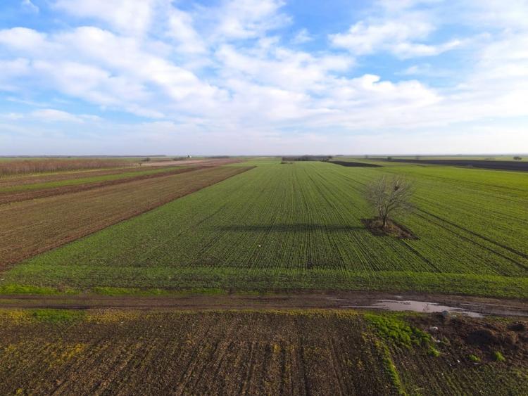 Teren agricol extravilan de 12442 mp, în Berceni